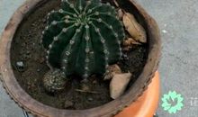 决心与希望——读廖立胡《微笑的仙人球》