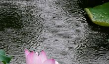 家若有情爱长存