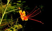 凤凰花，永不磨灭的记忆