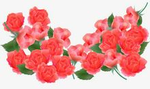 玫瑰花丛中的天使