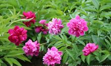 一路芳菲尽是情