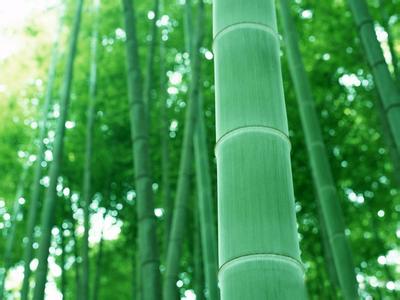 黄竹子