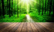 植物生长离不开阳光