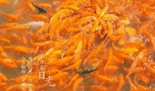 总有一缕阳光，会为你照耀——读《有梦想就去做》有感