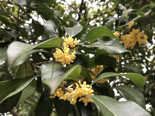 集中桂花