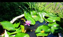 心中的那抹春绿