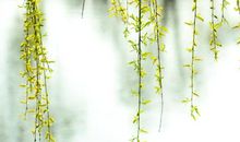 那春天，那美丽