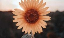 让感恩馨香四溢