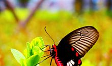 感谢你，小花！