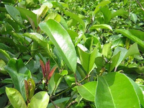 苦茶