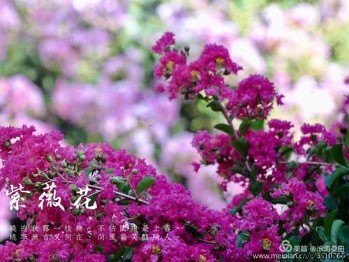 在夏天，盛开的花朵