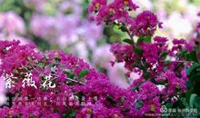 盛夏里，那怒放的紫薇花