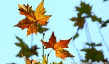 在夏日里想念秋天