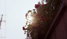 温暖流淌在夏日