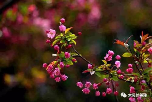 较低，花开放