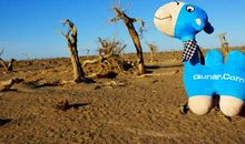 顽强——成就精彩