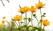 那件让我魂萦梦牵的工艺品