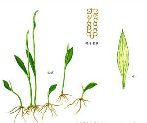 俯视着一个小草