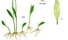 低头撞见一棵小草