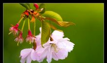 花开花落都是梦