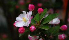 紫云英花开春意浓