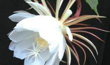 “昙花”，只因你而美丽