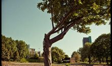 我在乎那棵歪脖树