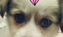 难忘那无辜的眼神