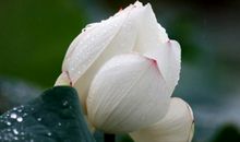 我发现了我们那颗善良的心