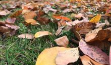 纷纷落叶，触动了我