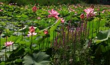 守住心灵的净土