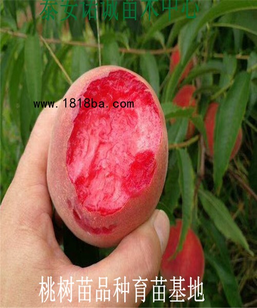 我最喜欢的桃树