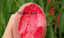 我最喜爱的桃树