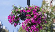 《柿子色的街灯》读后感