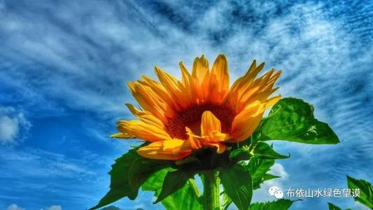 头，前往太阳