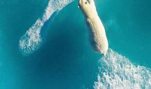 对全人类的呼吁