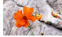 安之若素，淡然处之——我读《生命的品质》有感