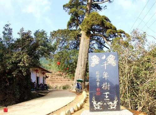 杨静宇马沙林的国王传奇阅读