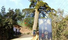 杨靖宇山林之王传奇读后感