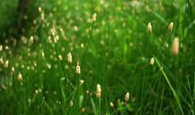 我在乎那一株草