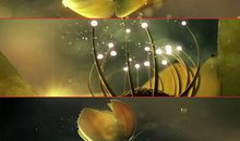 绽放最亮最美的光芒