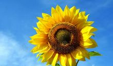 向日葵绽放在阳光下