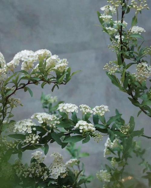 就像3月花一样