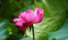 有一种美丽叫淡泊