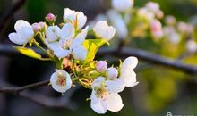 人生花开的春季