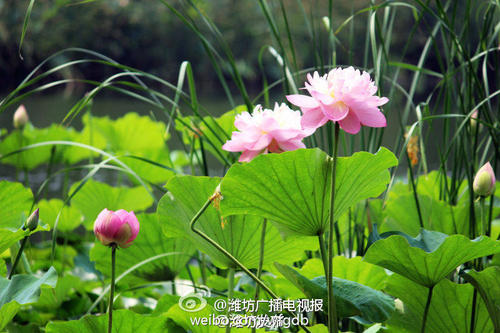 让梦想的梦想是无法忍受的