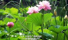 让梦想之花永开不败