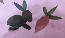 飞越心灵的叶子