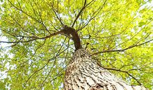 仰望大树作文抒情