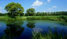 美丽的大沽河作文